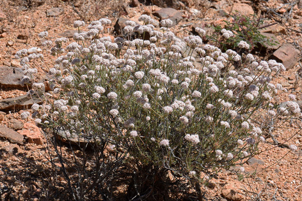 Flattop buckwheat (Eriogonum fasciculatum) - 1 gallon