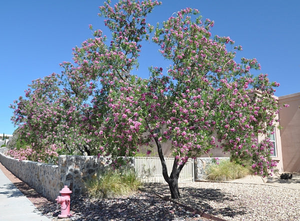 Desert willow (Chilopsis linearis) - 5 gallon