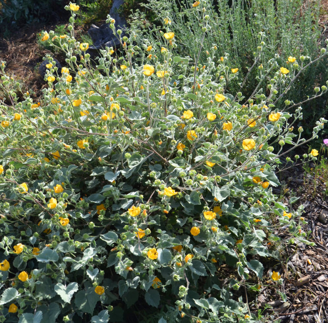 Palmer's Indian mallow (Abutilon palmeri)