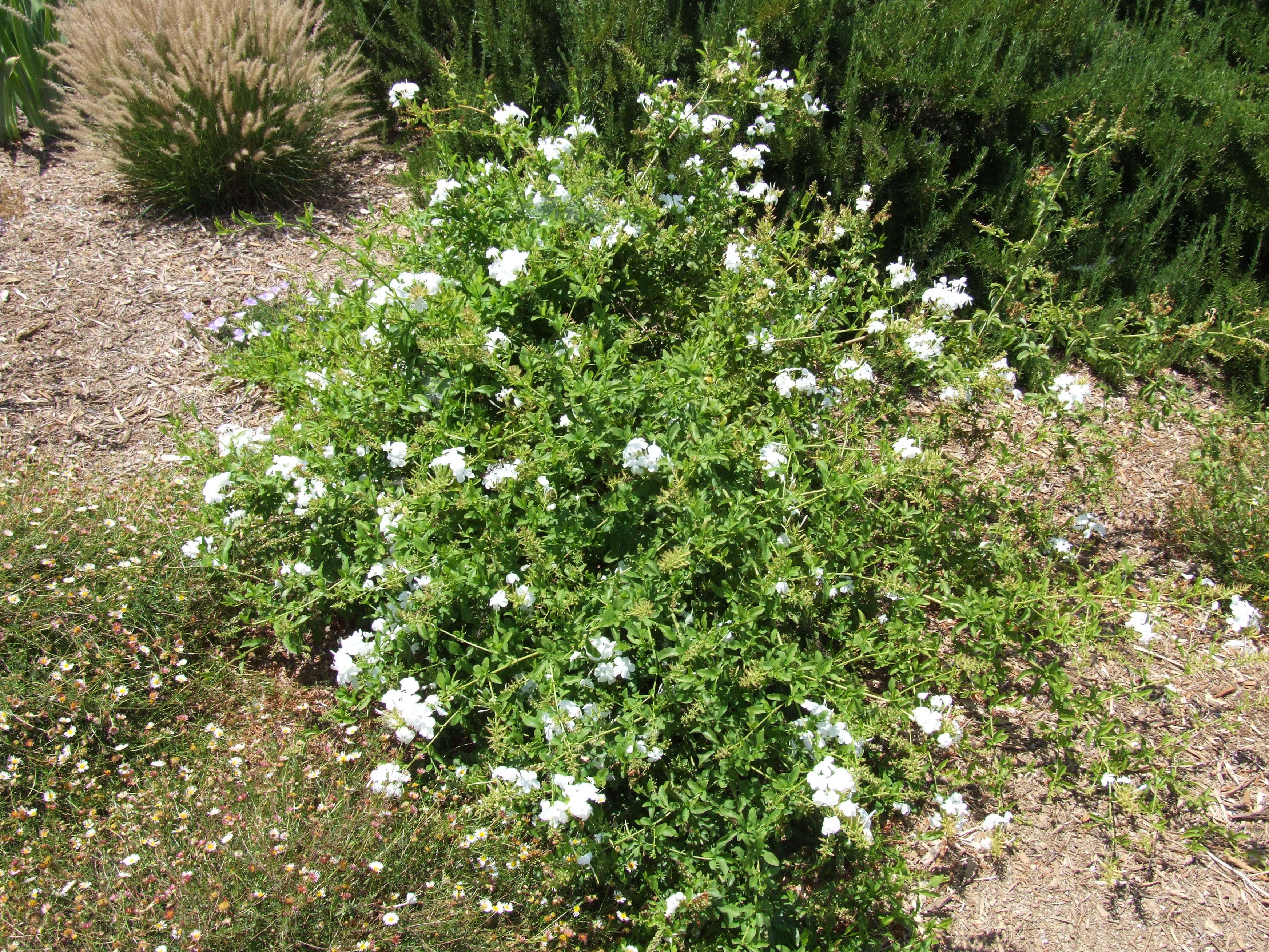 Plumbago (Plumbago scandens) - 1 gallon