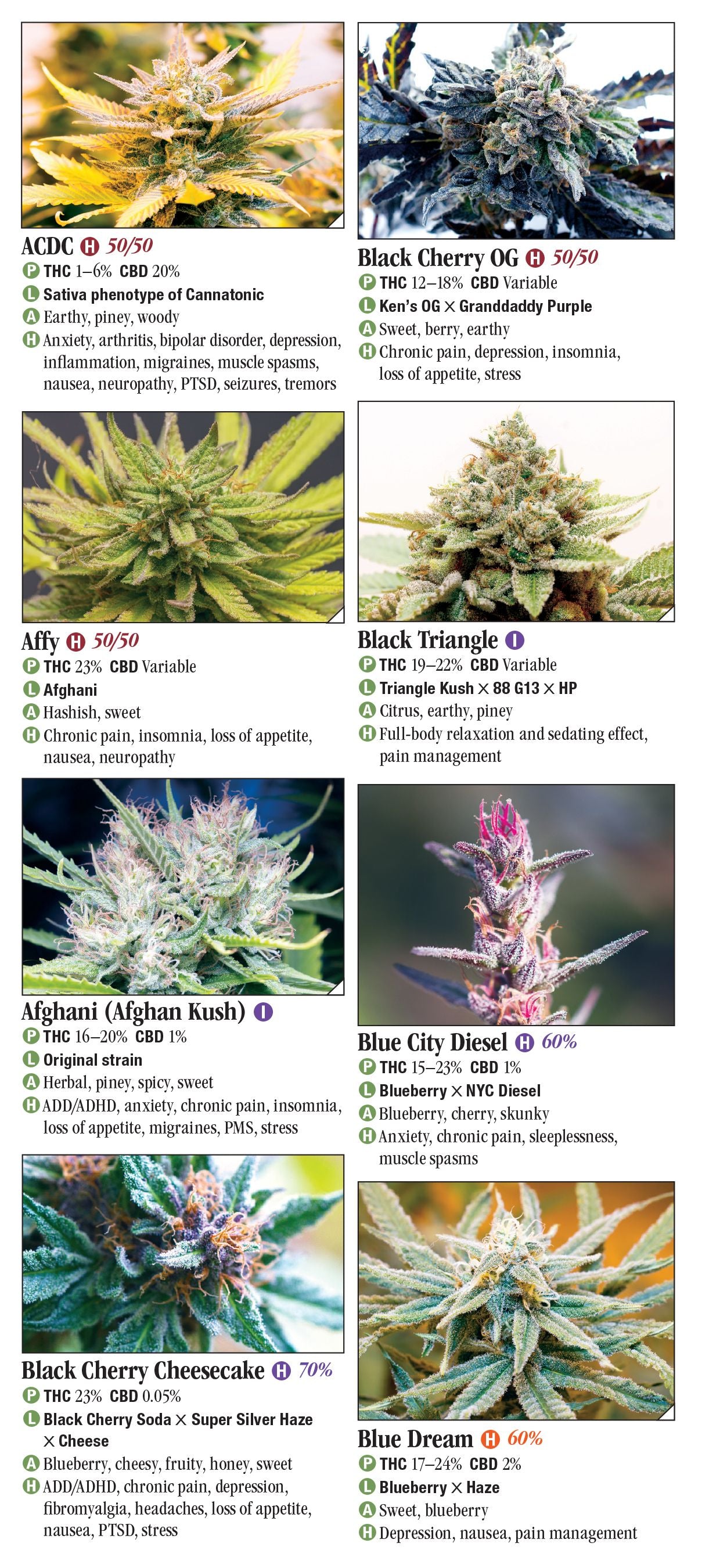 Cannabis: Guide to Common and Exotic Strains Foldout