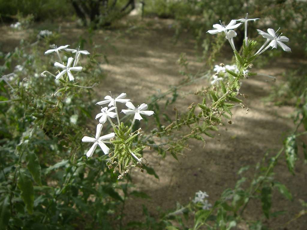 Plumbago (Plumbago scandens) - 1 gallon