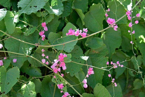 Queen's wreath (Antigonon leptopus)- 1 gallon