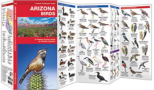 Pocket Naturalist: Arizona Birds