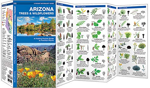 Arizona Trees and Wildflowers: Folding Pocket Guide