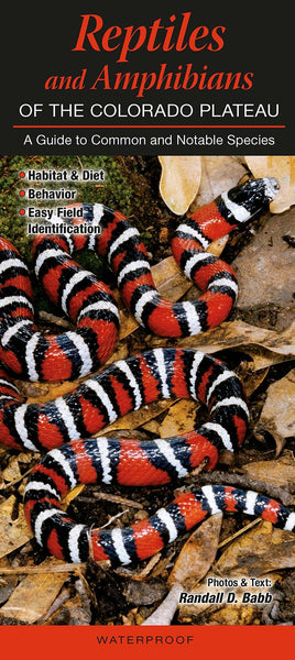 Reptiles and Amphibians of the Colorado Plateau