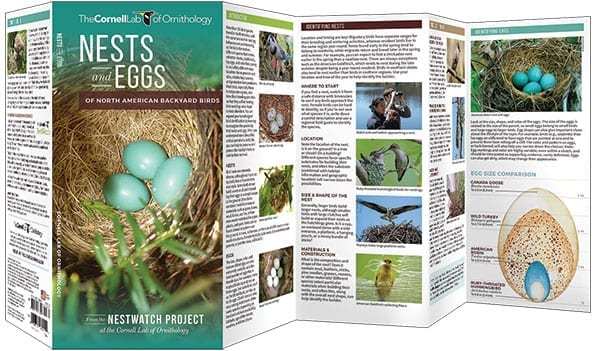 Nests and Eggs of North American Birds: Folding Pocket Guide