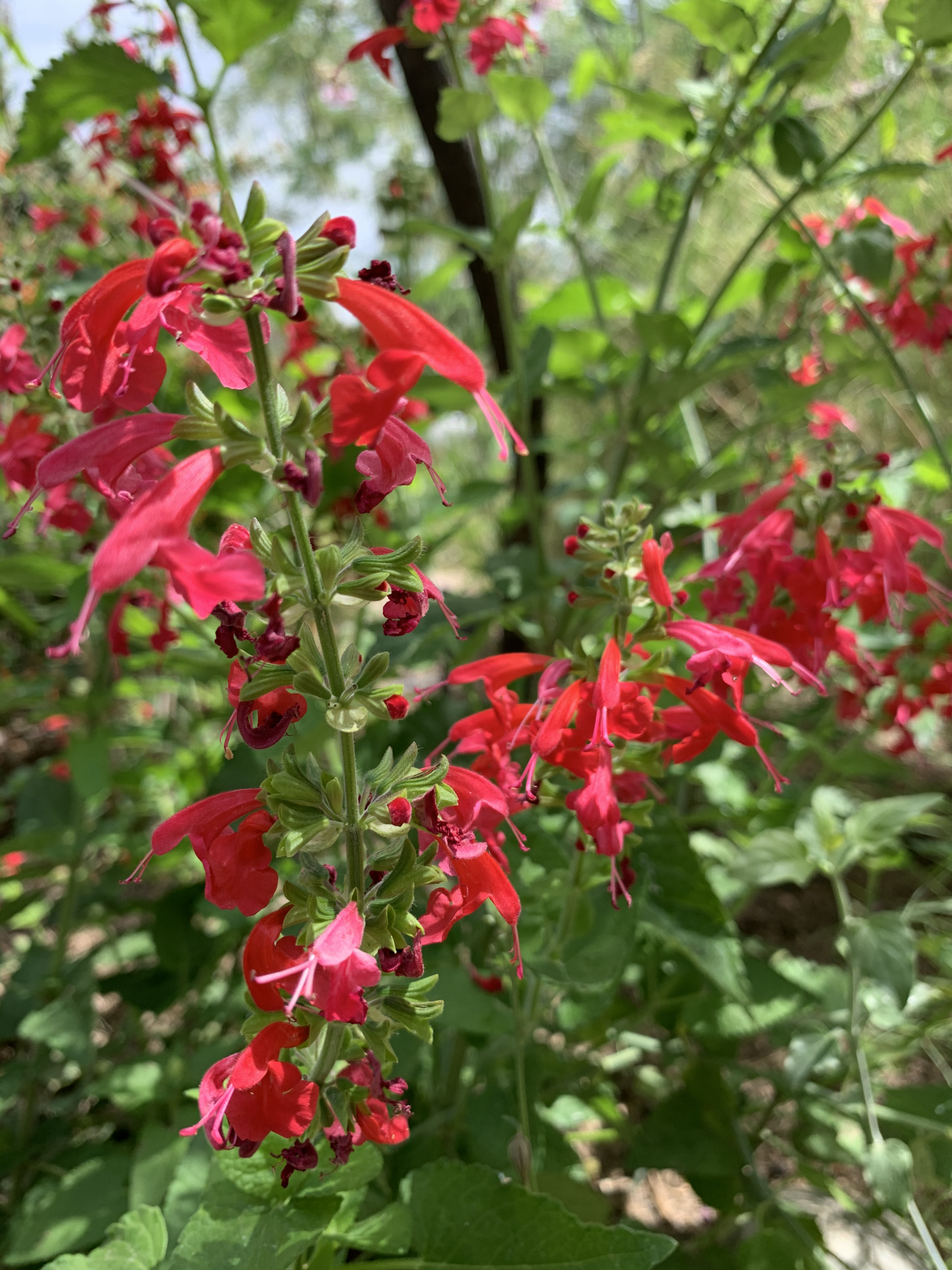 Autumn sage (Salvia greggii) - 1 gallon