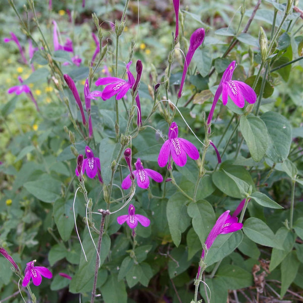 Sonoran honeysuckle (Justicia sonorae) - 1 gallon