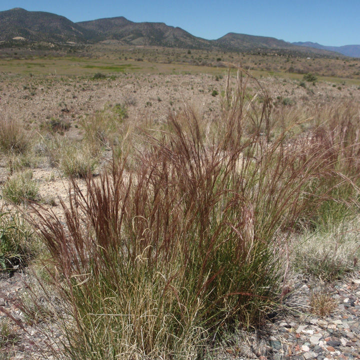 Purple three awn grass (Aristada purpurea) - 1 gallon