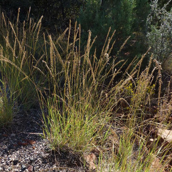 Sideoats grama grass (Bouteloua curtipendula) - 1 gallon