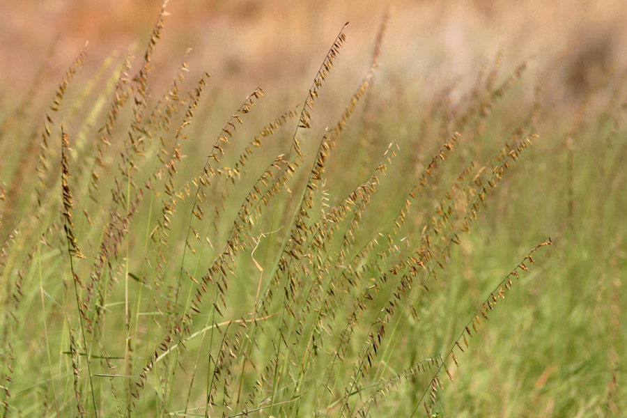 Sideoats grama grass (Bouteloua curtipendula) - 1 gallon