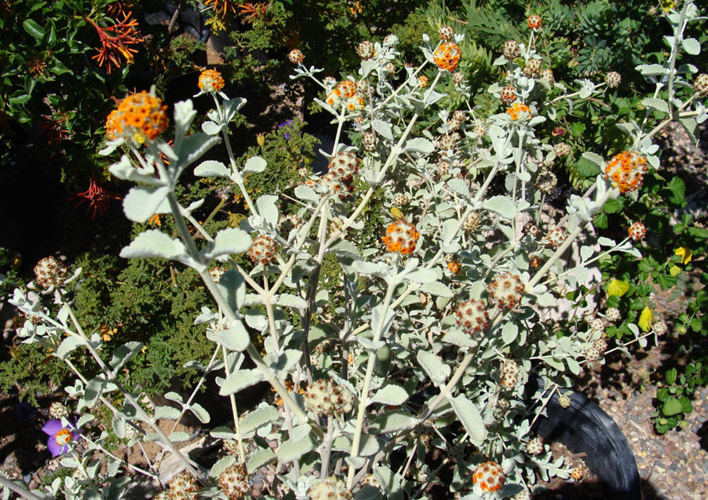 Woolly butterfly bush (Buddleja marrubifolia) - 1 gallon