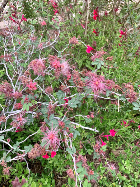 Pink fairy duster (Calliandra eriophylla) - 1 gallon