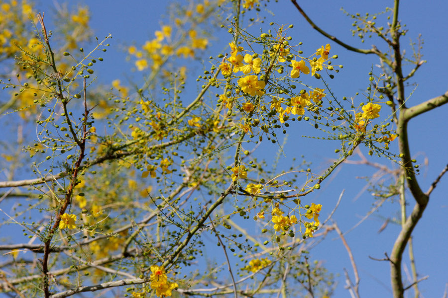 Foothills palo verde (Parkinsonia microphylla) - 5 gallon