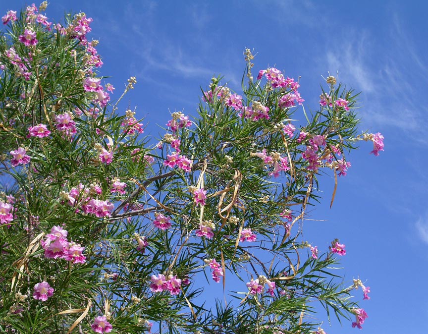 Desert willow (Chilopsis linearis) - 5 gallon