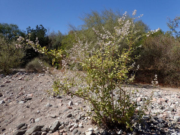 Desert lavender (Condea emoryii) - 1 gallon