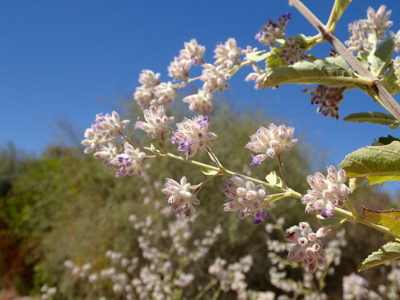 Desert lavender (Condea emoryii) - 1 gallon