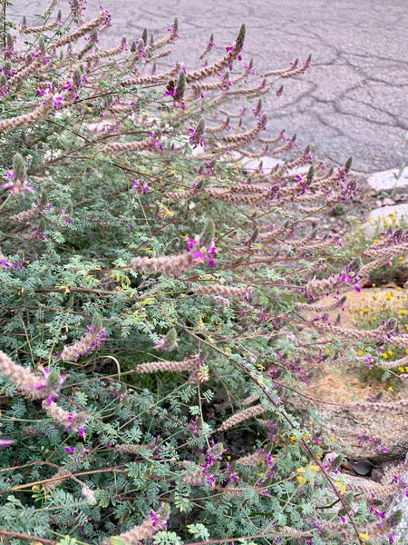 Trailing dalea (Dalea greggii) - 1 gallon