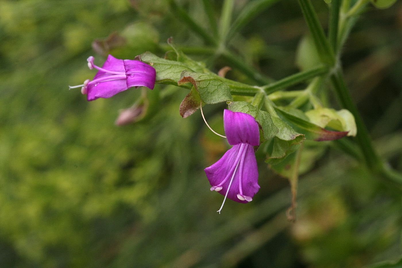 Arizona foldwing (Dicliptera resupinata) - 1 gallon