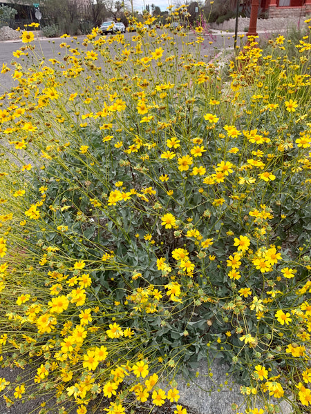 Brittlebush (Encelia farinosa) - 1 gallon