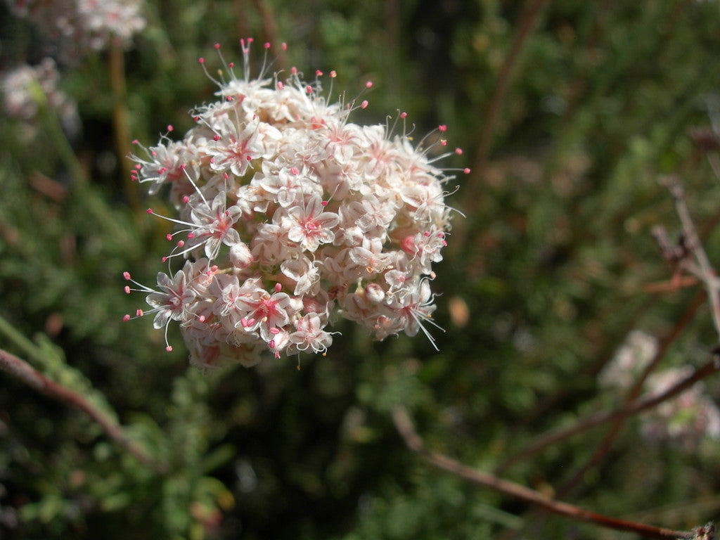 Flattop buckwheat (Eriogonum fasciculatum) - 1 gallon