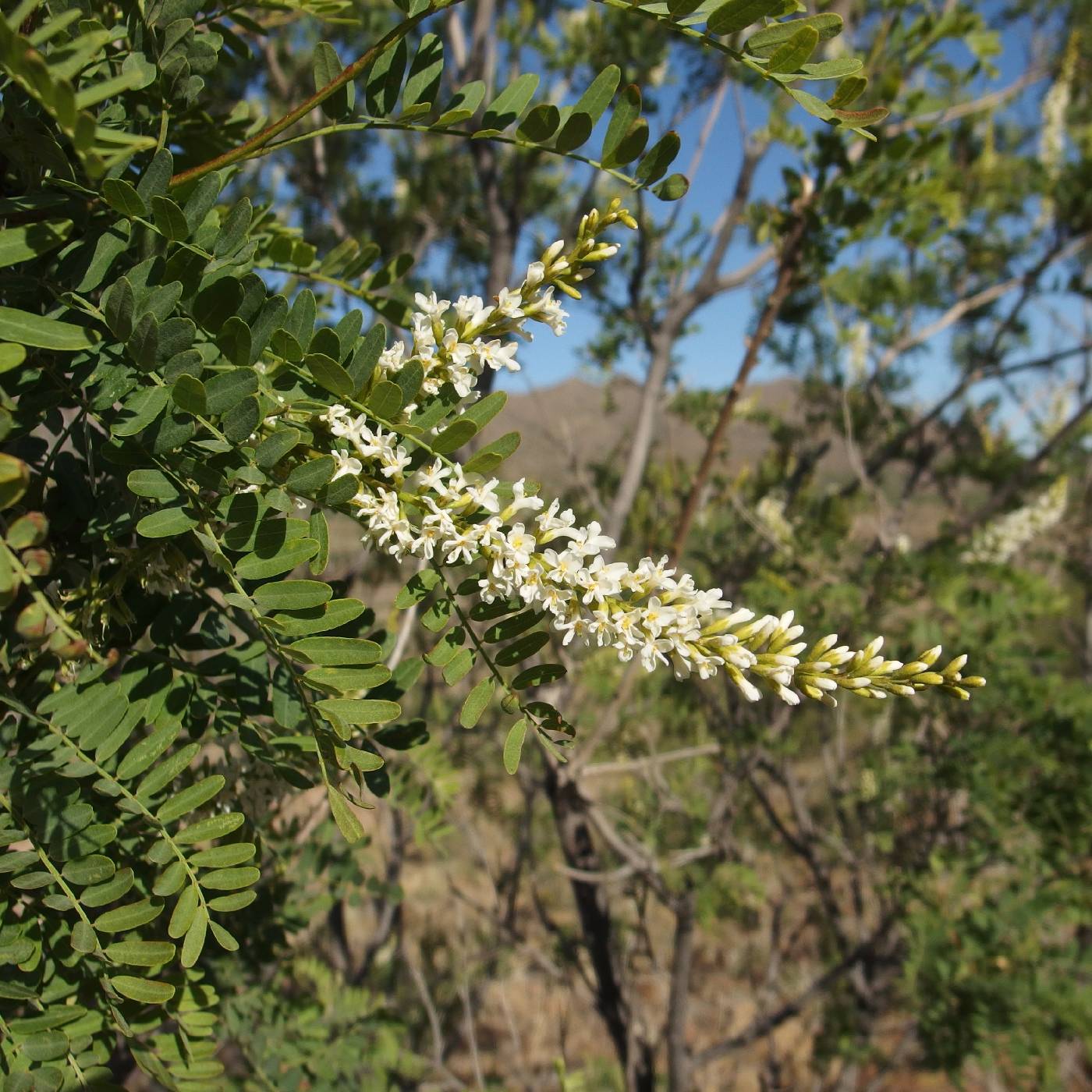 Kidneywood (Eysenhardtia orthocarpa) - 1 gallon