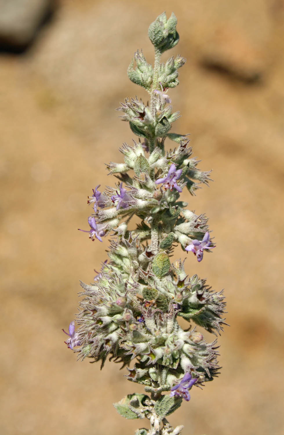 Desert lavender (Condea emoryi) - 1 gallon