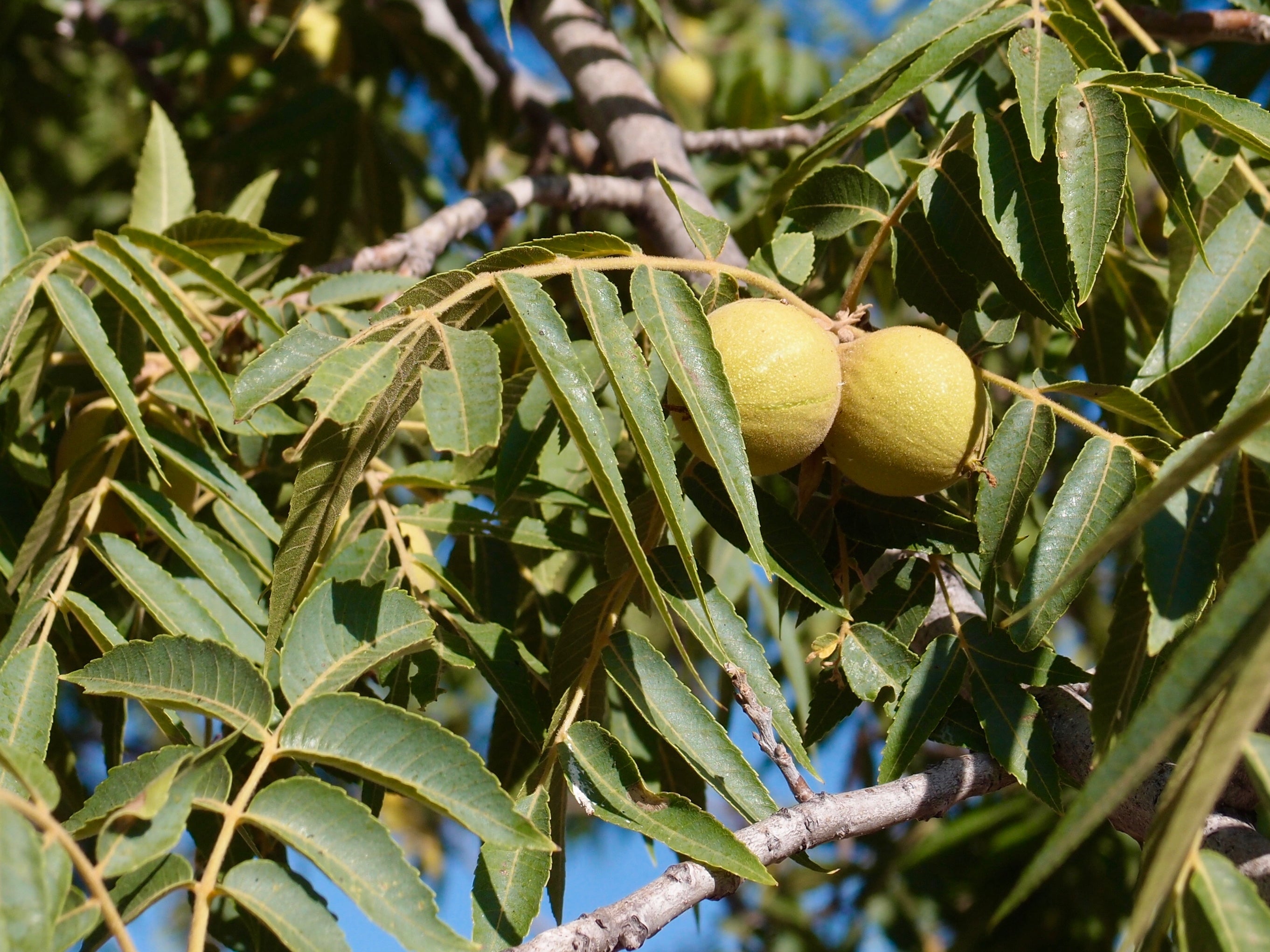 Arizona walnut (Juglans major) - 5 gallon