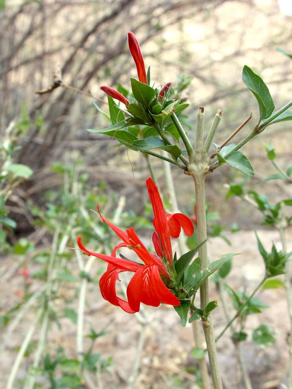 Red justicia (Justicia candicans) - 1 gallon