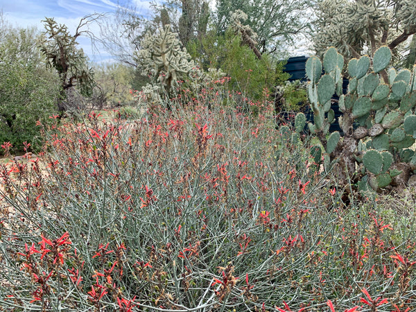 Chuparosa (Justicia californica) - 1 gallon