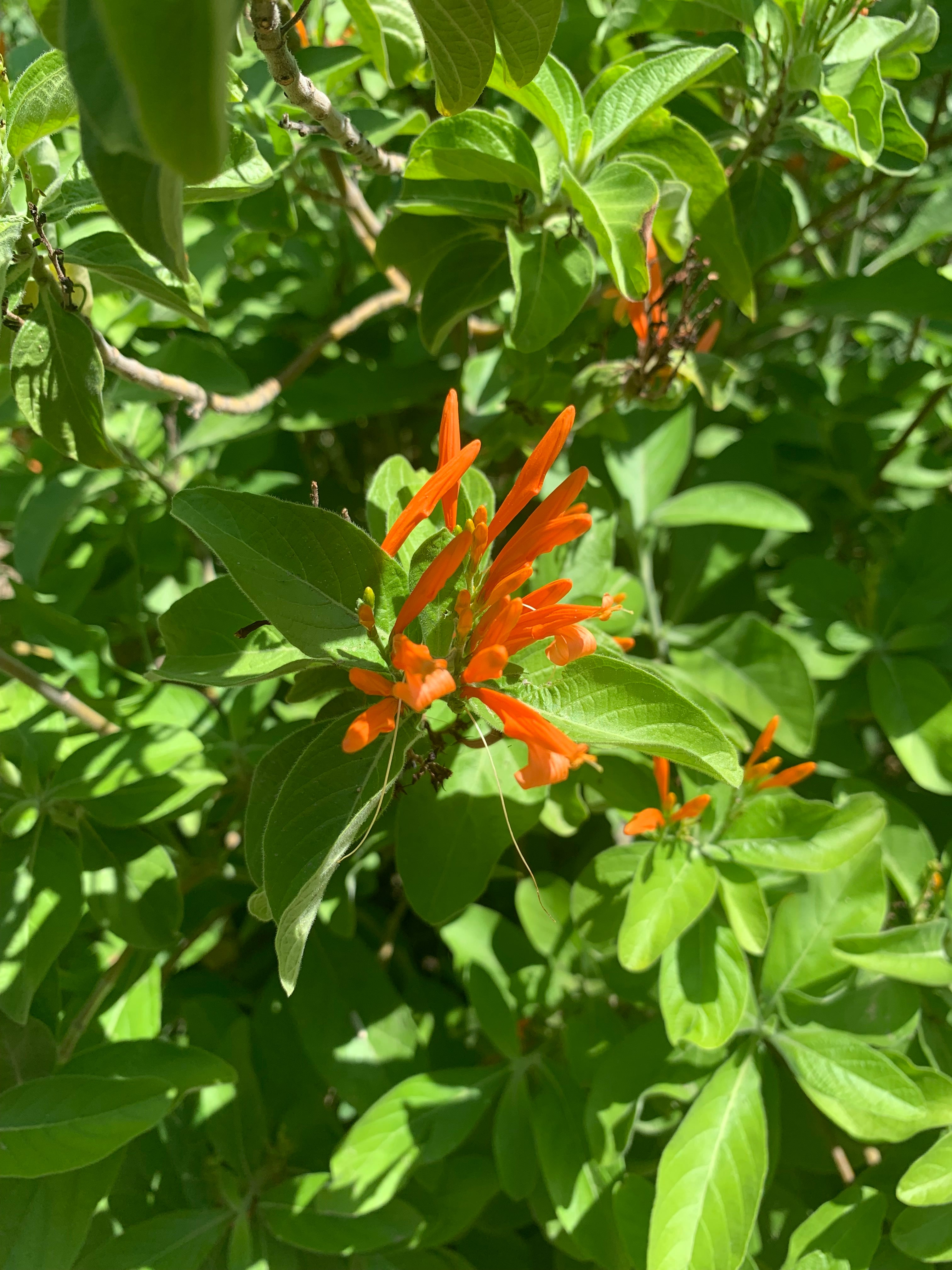 Mexican honeysuckle (Justicia spicigera) - 1 gallon