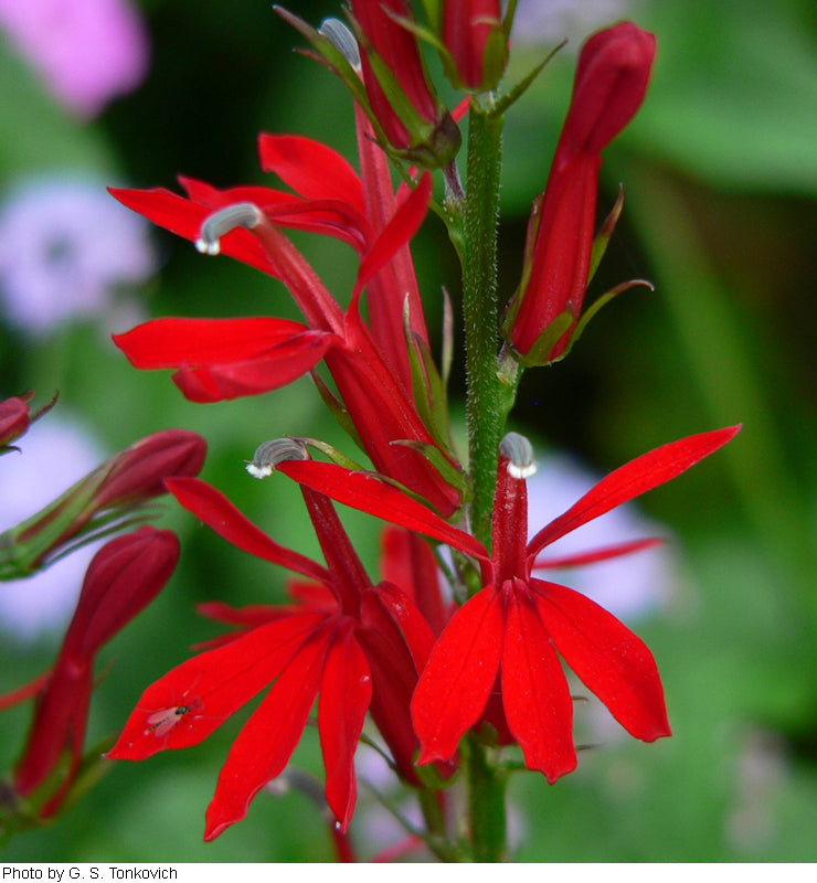 Cardinal flower (Lobelia cardinalis) - 1 gallon