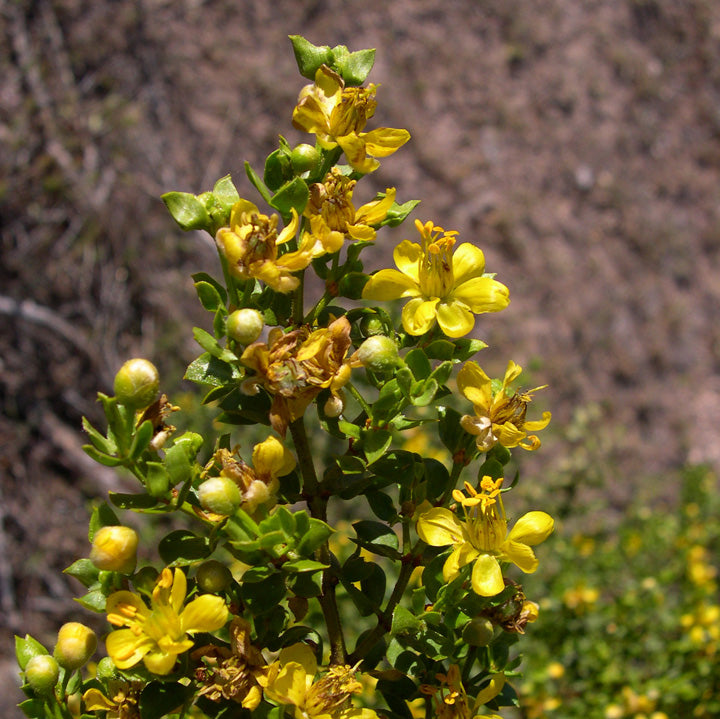 Creosote (Larrea tridentata) - 1 gallon