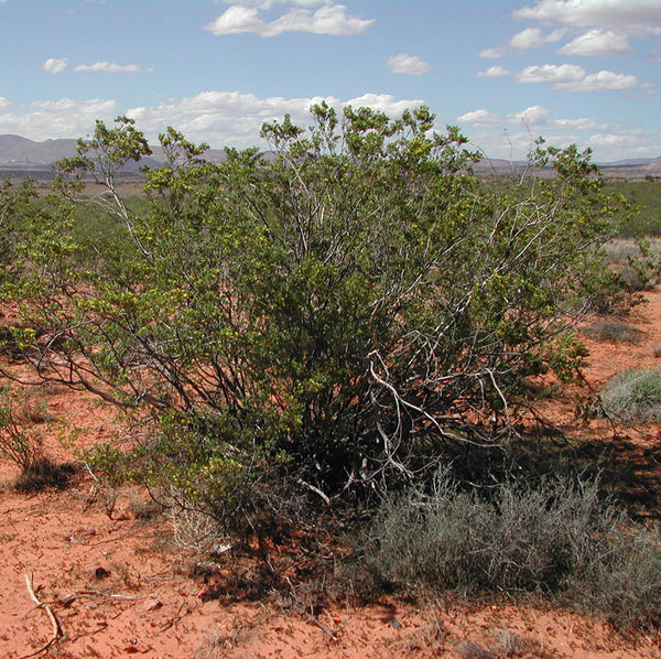 Creosote (Larrea tridentata) - 1 gallon