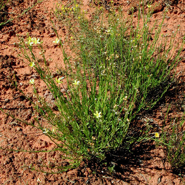 Rough menodora (Menodora scabra) - 1 gallon