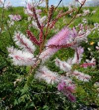 Velvet-pod mimosa (Mimosa dysocarpa) - 1 gallon