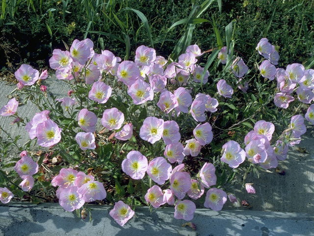 Showy evening primrose (Oenothera speciosa) - 1 gallon