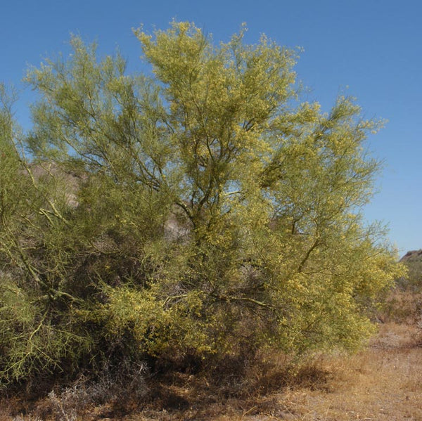 Foothills palo verde (Parkinsonia microphylla) - 5 gallon