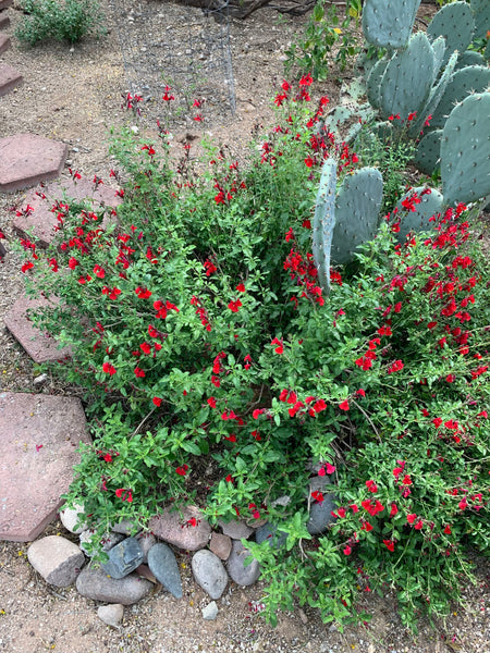 Autumn sage (Salvia greggii) - 1 gallon