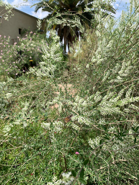 Fragrant bee bush (Aloysia gratissima) - 1 gallon