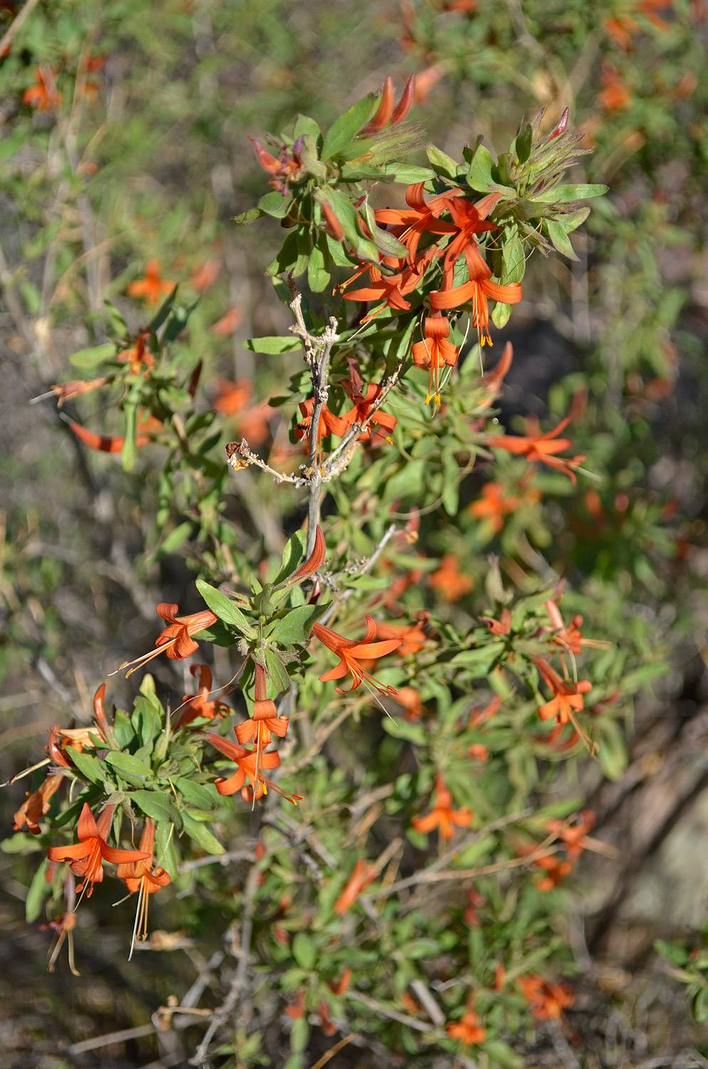 Desert honeysuckle (Anisacanthus thurberi) - 1 gallon