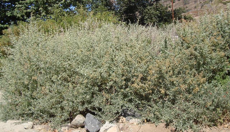 Quailbush (Atriplex lentiformis) - 1 gallon