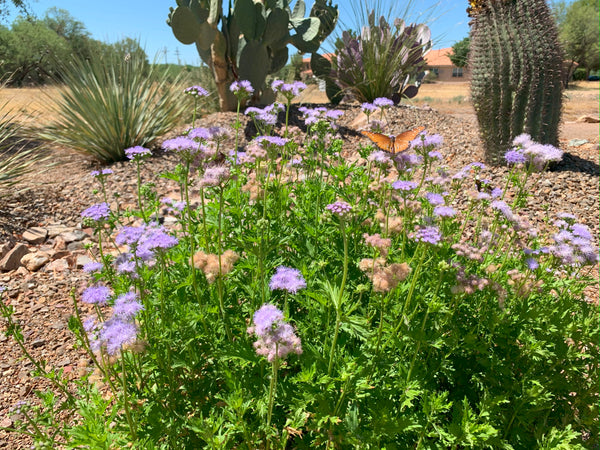 Butterfly mist (Conoclinium greggii) - 1 gallon