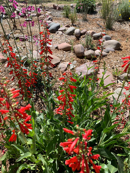 Firecracker penstemon (Penstemon eatonii) - 1 gallon