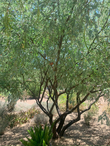 Velvet mesquite (Neltuma velutina) - 5 gallon