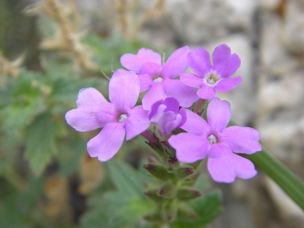 Goodding's verbena (Glandularia gooddingii) - 1 gallon