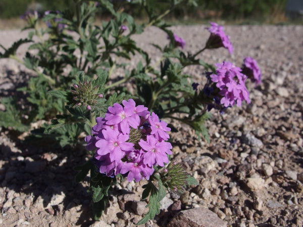 Goodding's verbena (Glandularia gooddingii) - 1 gallon