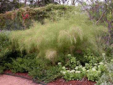 Bamboo muhly grass (Muhlenbergia dumosa) - 1 gallon