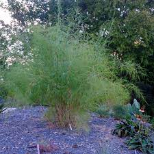Bamboo muhly grass (Muhlenbergia dumosa) - 1 gallon